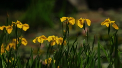 花便り　- 水辺の黄彩 -