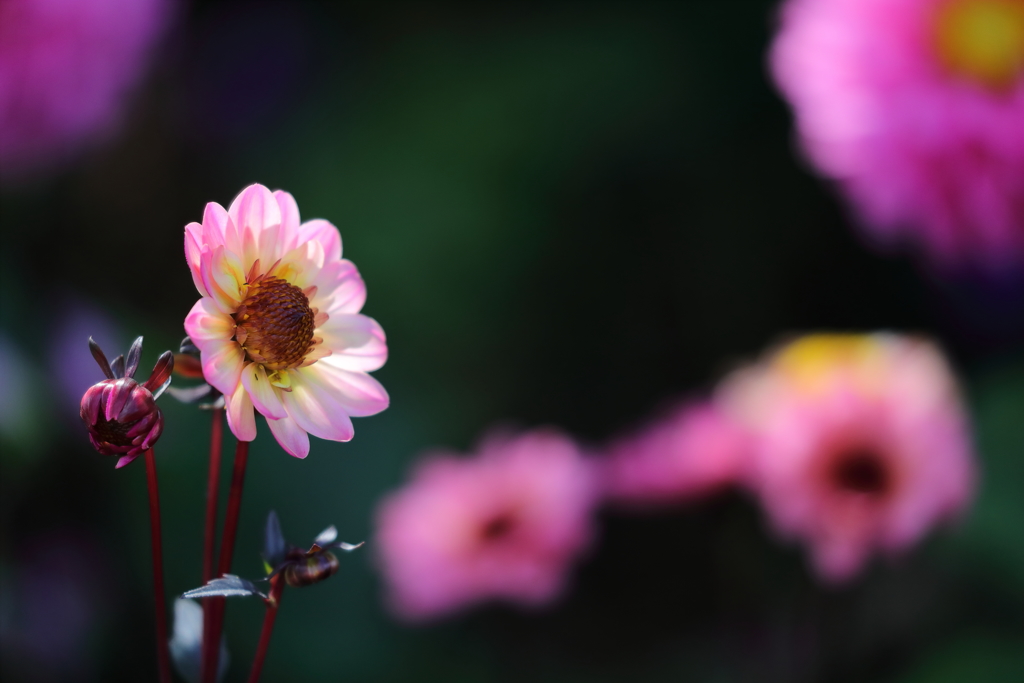 花便り　- 秋花壇の賑わい -