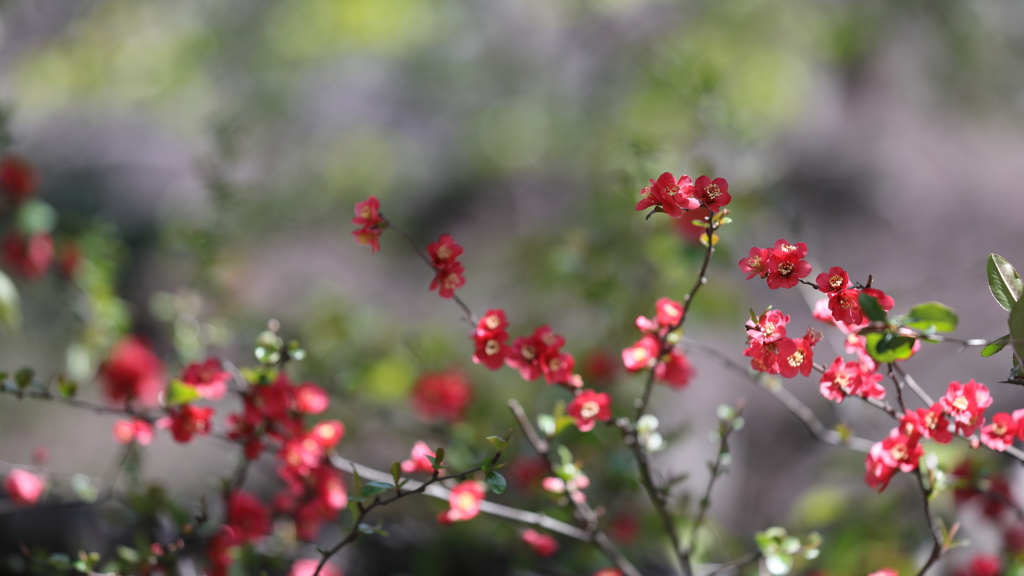 花便り　- 緋紅木瓜 -