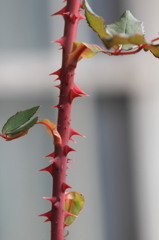 花便り　- 紅の茎と棘 -