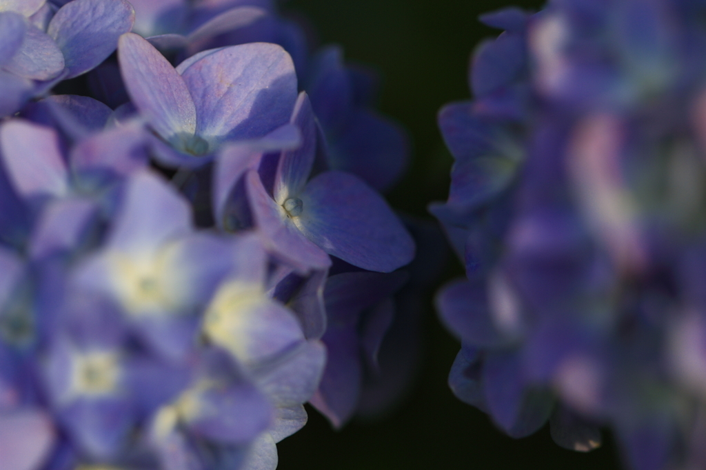 紫陽花　（４）