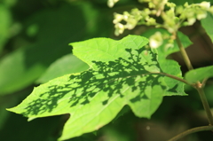 紫陽花　（２）
