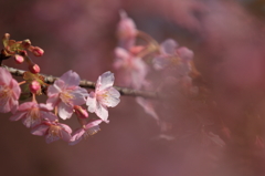 河津桜（２）