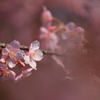 河津桜（２）