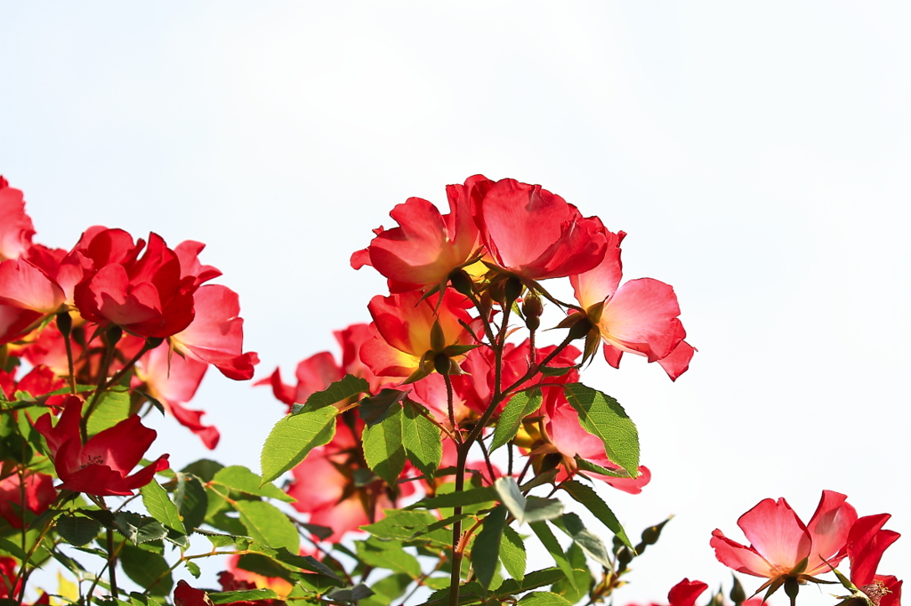 花便り　- カクテルはいかが？ -