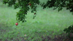 花便り　- 紅一点 -