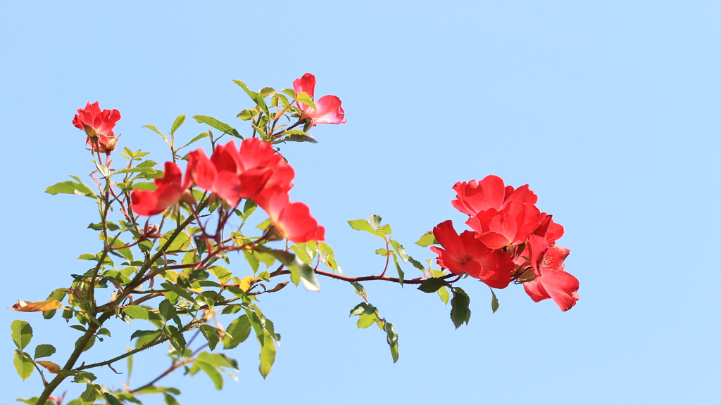 花便り　- 秋空に咲くカクテル -