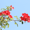花便り　- 秋空に咲くカクテル -