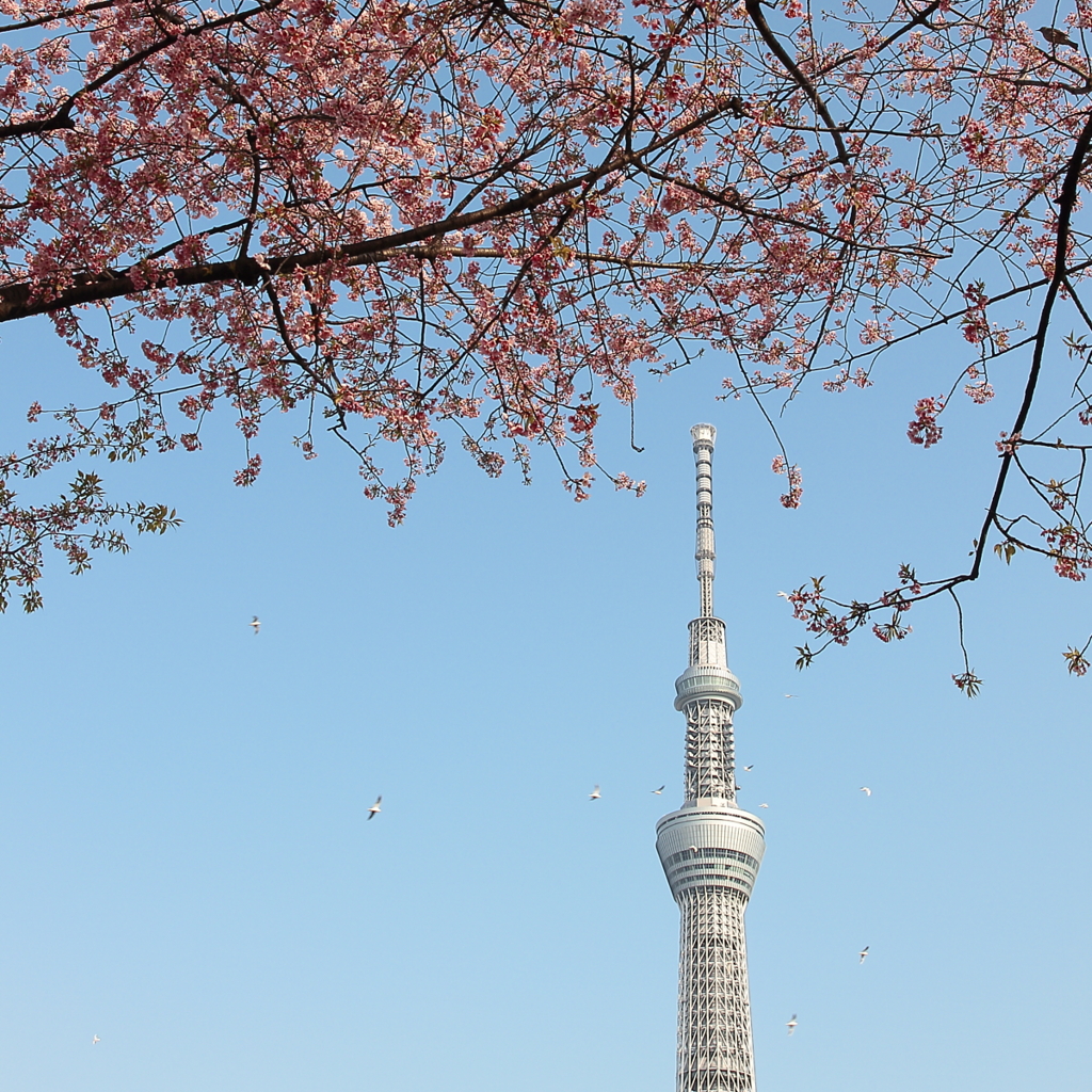 街の情景　- スカイツリーと大寒桜 -