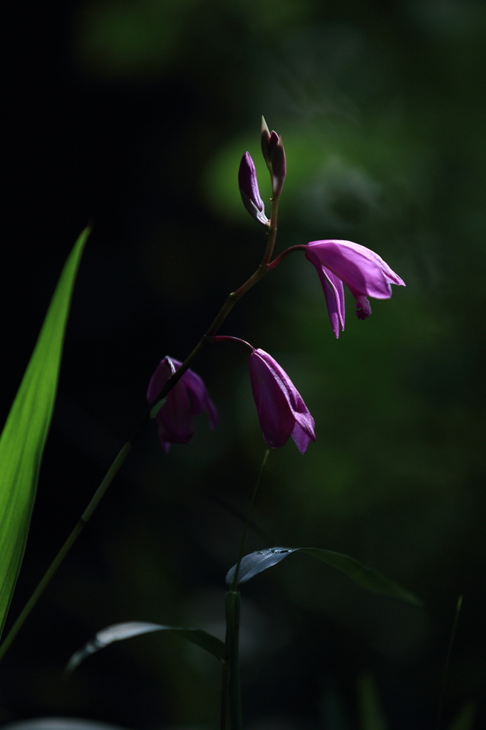 花便り　- 輝く紫蘭 -