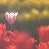 花便り　- 冬の優しげな光を浴びて -