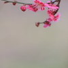 花便り　- 薄紅梅 -