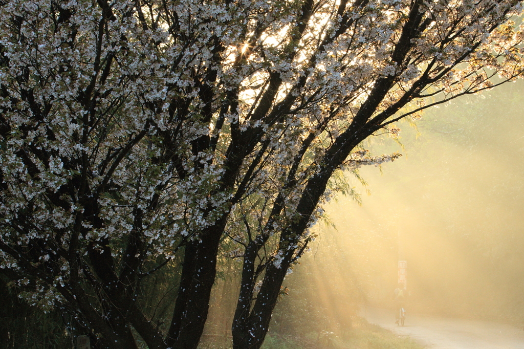 桜　- 朝霧の光芒 -