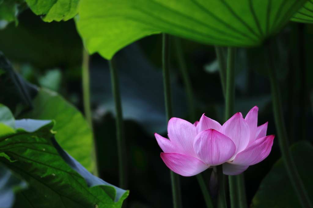 花便り　- 立ち葉の下でひっそりと -