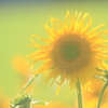 花便り　- ゴーギャンのひまわり -