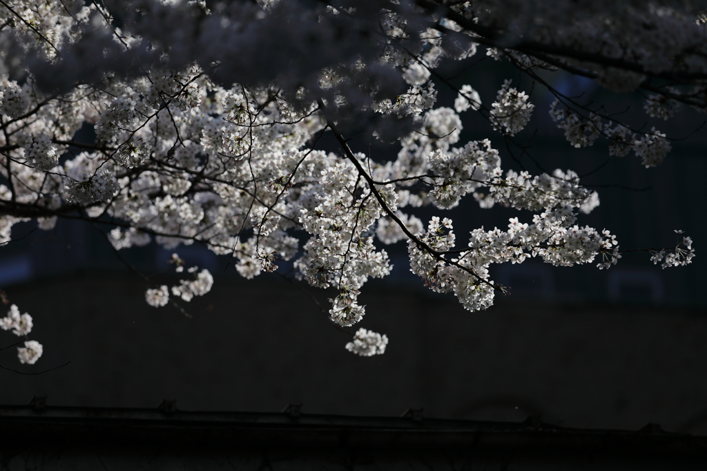 花便り　- 明澄な桜花 -