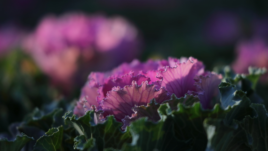 花便り　- 冬の古典園芸植物 -