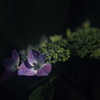 花便り　- 装飾花の輝き -
