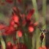 生き物写真館　- 彼岸花に留まる -