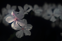 花便り　- 桜草・白兎 -