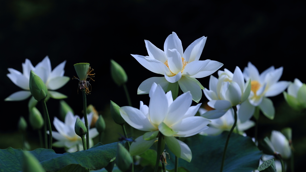 花便り　- 白蓮の開花 -
