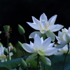 花便り　- 白蓮の開花 -