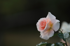 花便り　- 秋薔薇の始まり -