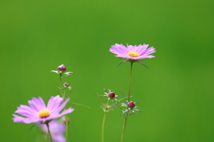 花便り　- 早秋桜 -