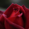 花便り　- 黒薔薇オクラホマ -