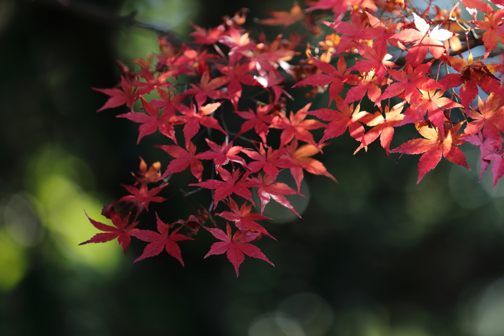 花便り　- 紅き色付き -