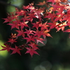 花便り　- 紅き色付き -