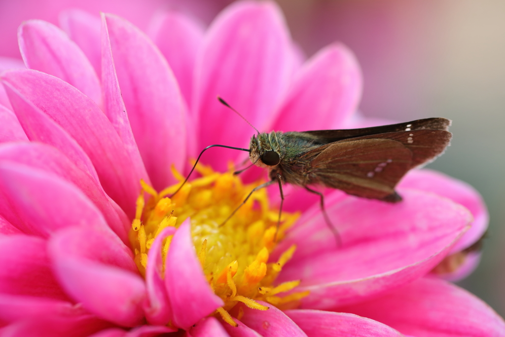 生き物写真館　- 秋花壇の訪問者 -