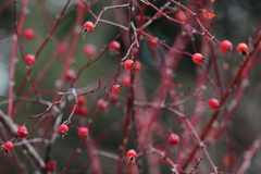 花便り　- 赤い実と枝の薔薇 -