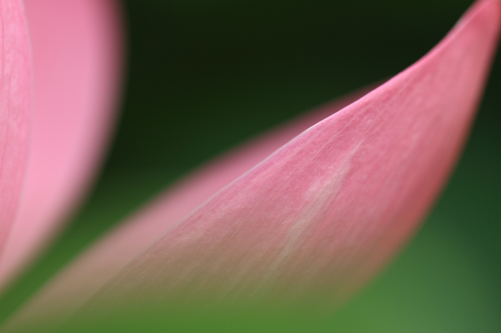 花便り　- 魅惑の花びら -