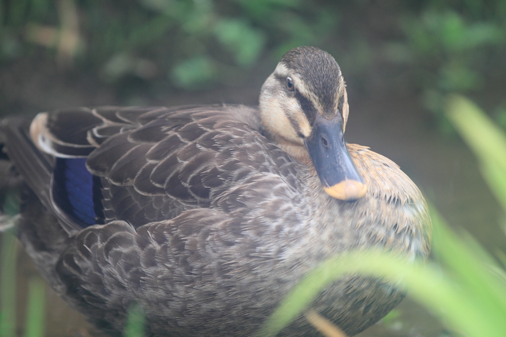 生き物写真館　- 菖蒲田のカルガモ -
