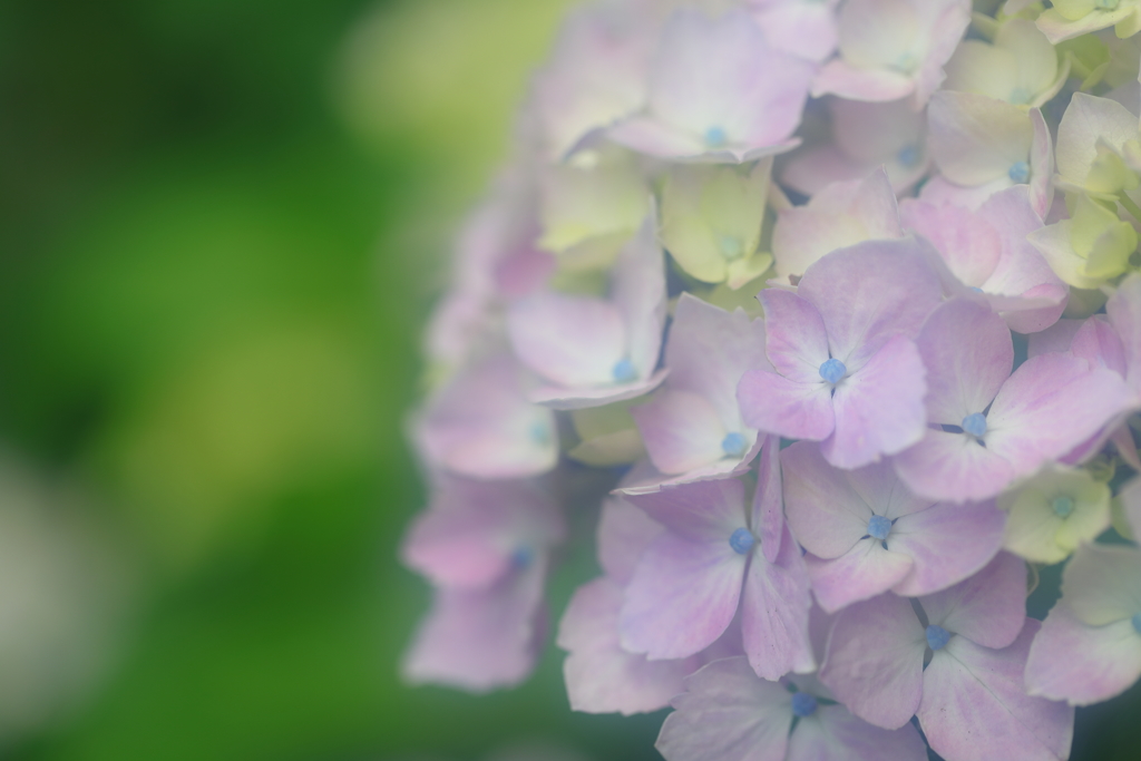 花便り　- 仄かな色づき -