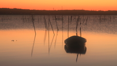 印旛沼・朝景　- 朝焼けの水面に佇む -
