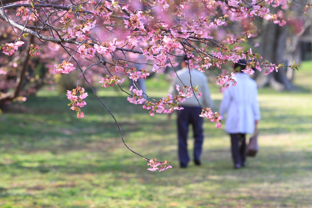 花便り　- 桜を愛でる -