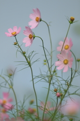 花便り　- アリスブルーの空の下で -