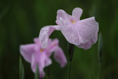 花便り　- 優美な薄桃 -