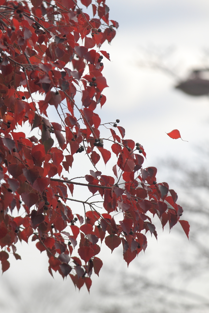 花便り　- 秋風に舞う -