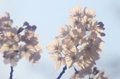 花便り　- 染井吉野の輝き -