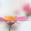 花便り　- マーガレットの横姿 -
