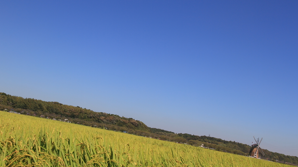 印旛沼・風車　- 晩夏の稲田 -