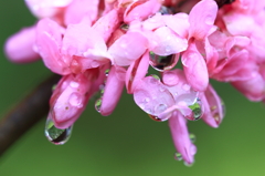 花便り　- 雨に濡れたハナズオウ -