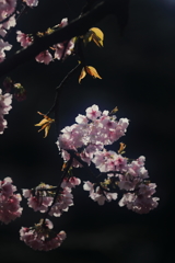 花便り　- 大寒桜の輝き -