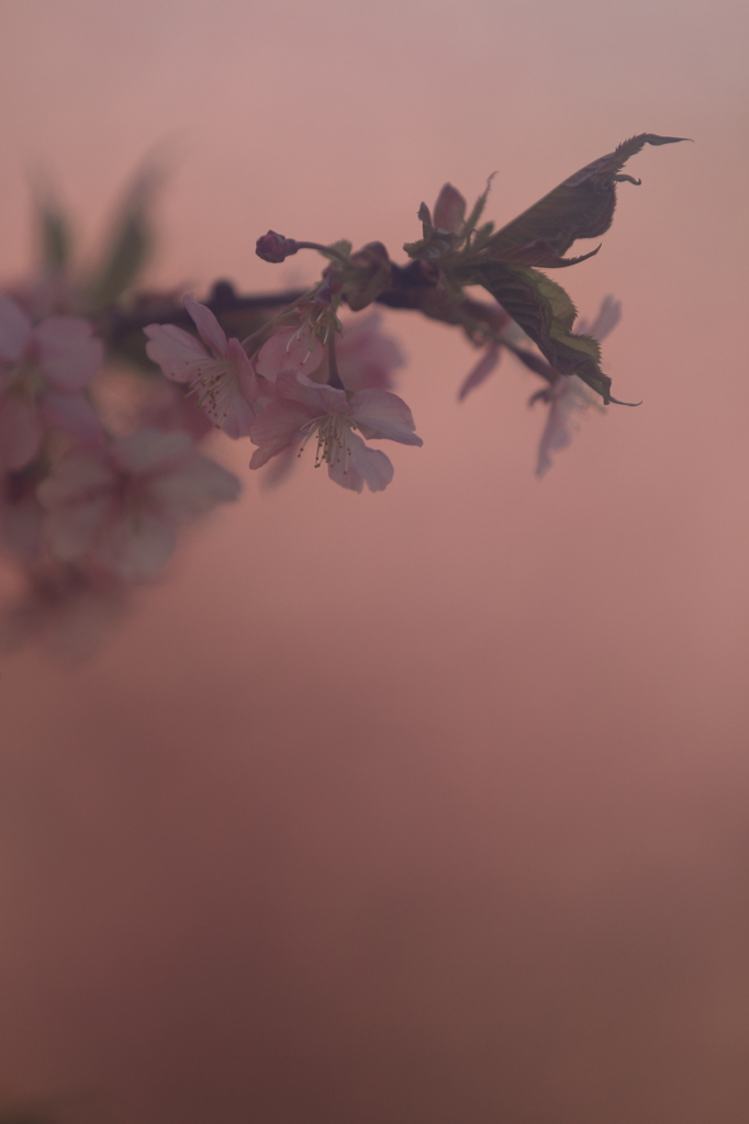 花便り　- 桃色吐息 -