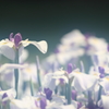 花便り　- 菖蒲園の小町 -
