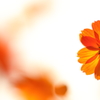 花便り　- 透過した橙色 -