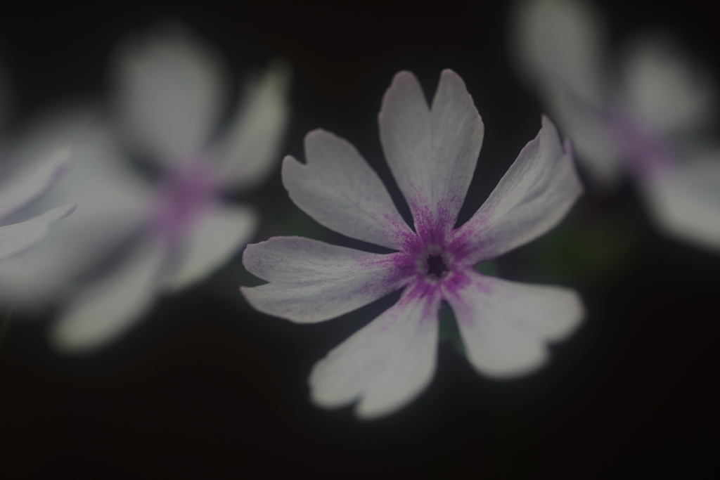 花便り　- 濃淡の紅紫 -